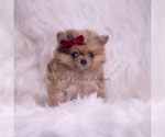 Small Photo #59 Pomeranian Puppy For Sale in WARSAW, IN, USA