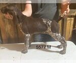 Small #6 German Shorthaired Pointer