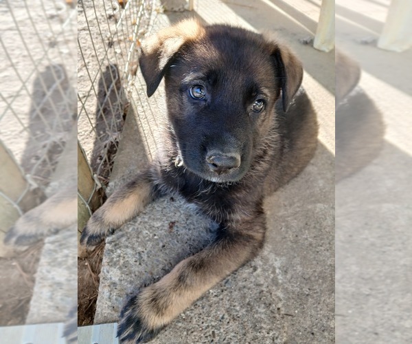 Medium Photo #6 German Shepherd Dog Puppy For Sale in HUNTLAND, TN, USA
