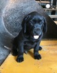 Small Photo #1 Labrador Retriever Puppy For Sale in RANTOUL, IL, USA