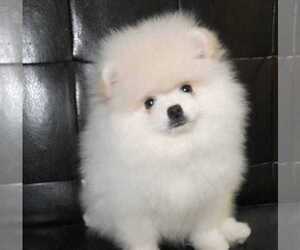 Pomeranian Puppy for sale in SUNNY ISL BCH, FL, USA