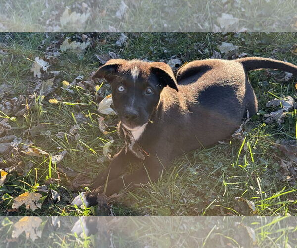 Medium Photo #1 Siberian Husky-Unknown Mix Puppy For Sale in Fenton, MO, USA