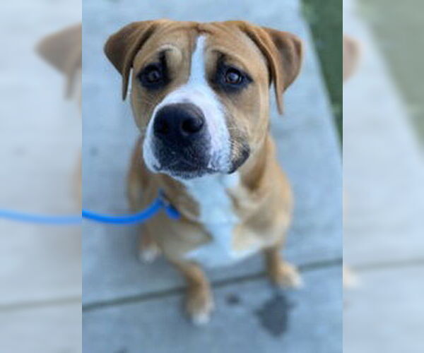 Medium Photo #1 American Bulldog Puppy For Sale in Salinas, CA, USA