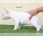 Small #4 French Bulldog