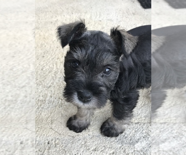 Medium Photo #2 Schnauzer (Miniature) Puppy For Sale in CINCINNATI, OH, USA