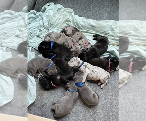 Great Dane Puppy for sale in COLUMBIA, SC, USA