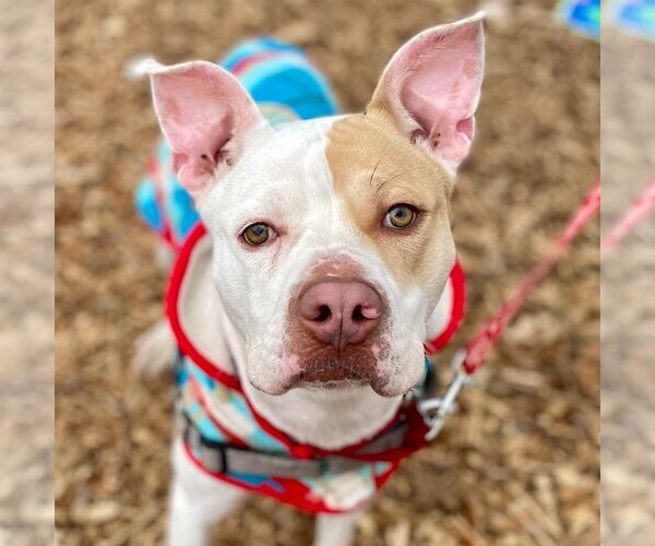 Medium Photo #9 American Bulldog-Unknown Mix Puppy For Sale in Canton, CT, USA