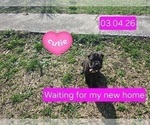 Small #20 Cane Corso