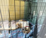Small Photo #3 American Pit Bull Terrier-Siberian Husky Mix Puppy For Sale in Westminster, MD, USA