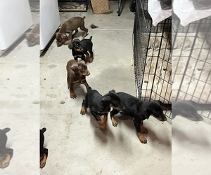 Doberman Pinscher Puppy for sale in HESPERIA, CA, USA
