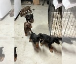 Small Doberman Pinscher