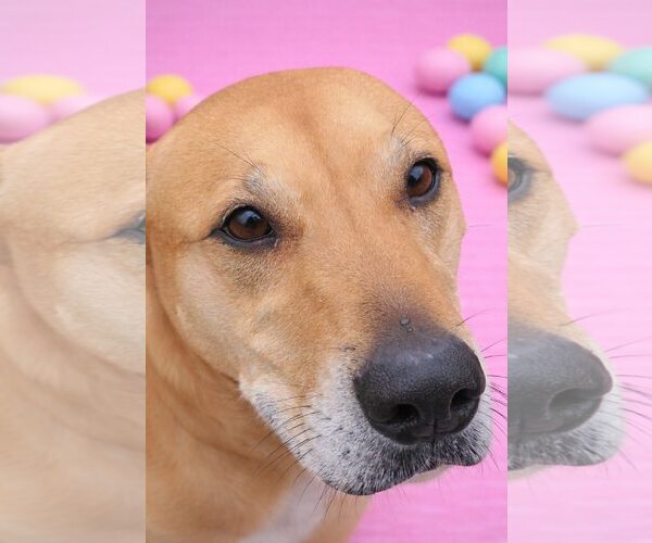 Medium Photo #1 Labrador Retriever-Unknown Mix Puppy For Sale in Rootstown, OH, USA