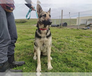 German Shepherd Dog Dogs for adoption in McKinleyville, CA, USA