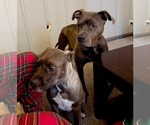 Small #3 American Pit Bull Terrier Mix