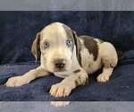 Small #18 Catahoula Leopard Dog