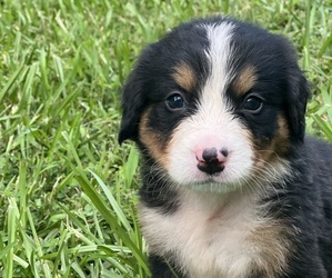 Bernese Mountain Dog Puppy for sale in LAWRENCEBURG, TN, USA