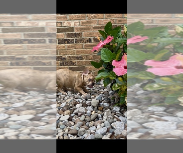 Medium Photo #5 French Bulldog Puppy For Sale in RADCLIFF, KY, USA