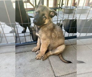 German Shepherd Dog-Unknown Mix Dogs for adoption in Brewster, NY, USA