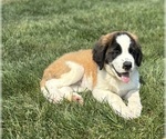 Puppy Molly Saint Bernard