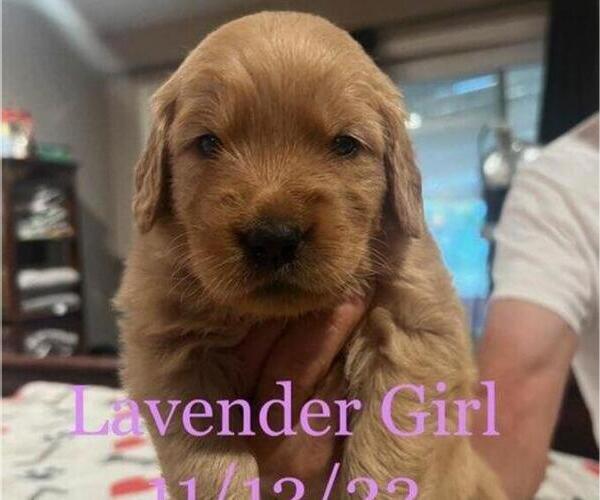 Medium Photo #3 Golden Retriever Puppy For Sale in FRESNO, CA, USA