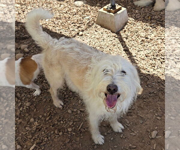 Medium Photo #1 Mutt Puppy For Sale in Chico, CA, USA