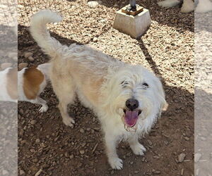Mutt Dogs for adoption in Chico, CA, USA