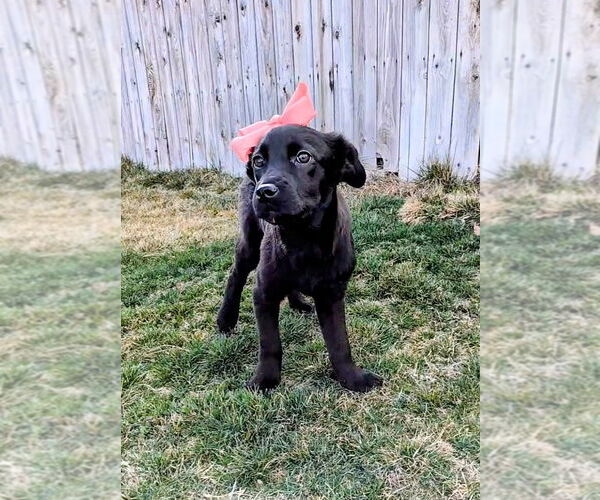 Medium Photo #1 Collie-Unknown Mix Puppy For Sale in Sandy, UT, USA