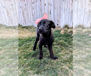 Collie-Unknown Mix Dogs for adoption in Sandy, UT, USA