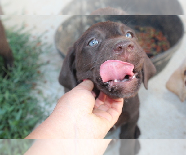 Medium Photo #6 Labrador Retriever Puppy For Sale in MANSFIELD, MO, USA