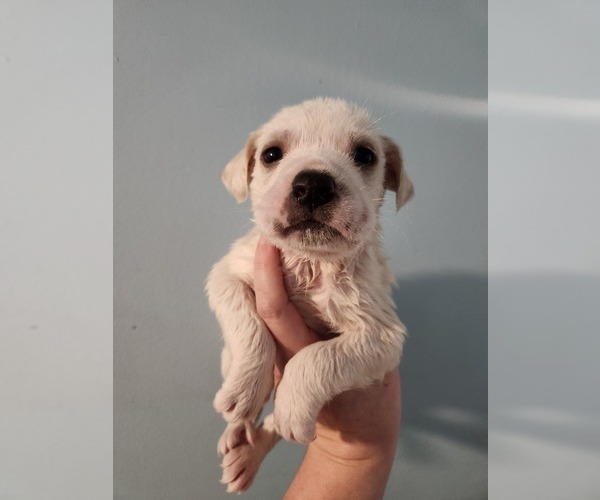 Medium Photo #1 American Bulldog-Great Pyrenees Mix Puppy For Sale in MORRIS, AL, USA