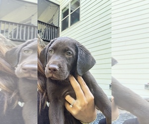 Labrador Retriever Puppy for Sale in GAINESVILLE, Georgia USA