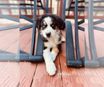 Puppy KIRK Miniature Australian Shepherd