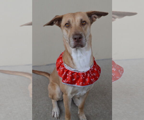 Medium Photo #1 Rhodesian Ridgeback-Unknown Mix Puppy For Sale in McKinney, TX, USA