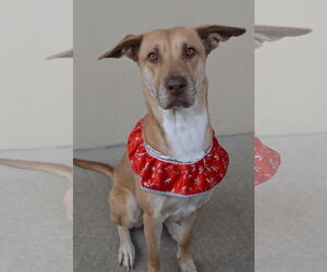 Rhodesian Ridgeback-Unknown Mix Dogs for adoption in McKinney, TX, USA