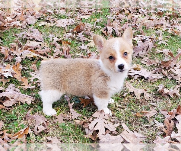 Medium Photo #4 Pembroke Welsh Corgi Puppy For Sale in CLARK, MO, USA