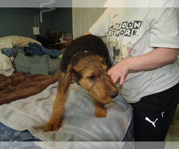 Medium Photo #9 Airedale Terrier Puppy For Sale in CHARLESTOWN, IN, USA