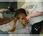 Small #8 Airedale Terrier