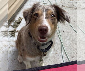 Australian Shepherd Dogs for adoption in Brooklyn Center, MN, USA