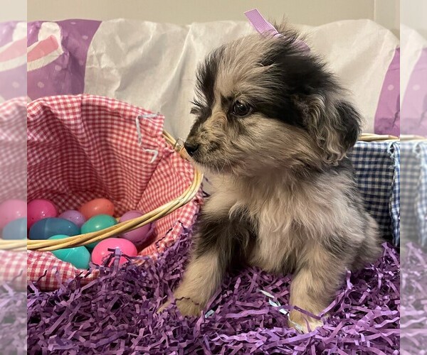 Medium Photo #4 Aussiedoodle Puppy For Sale in MIDDLETOWN, OH, USA