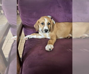Dave and Jeff - Male Mutt Dog for Adoption - Photo #2