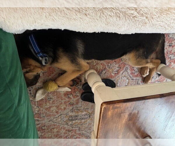 Medium Photo #2 German Shepherd Dog Puppy For Sale in Kansas City, MO, USA