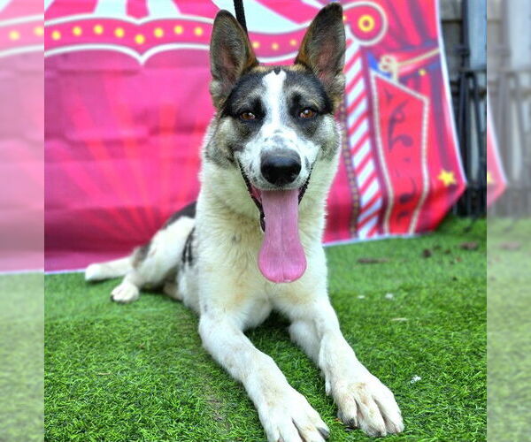 Medium Photo #2 German Shepherd Dog-Unknown Mix Puppy For Sale in Long Beach, CA, USA
