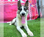 Small #1 German Shepherd Dog Mix