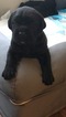 Small Photo #2 Cane Corso Puppy For Sale in ALEXANDRIA, VA, USA