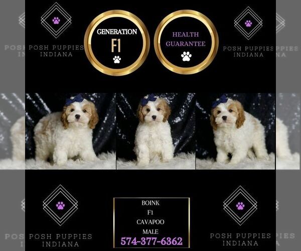 Medium Photo #40 Cavapoo Puppy For Sale in WARSAW, IN, USA