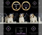 Small Photo #40 Cavapoo Puppy For Sale in WARSAW, IN, USA