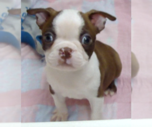 Boston Terrier Puppy for sale in CRKD RVR RNCH, OR, USA