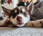 Small #1 Siberian Husky Mix