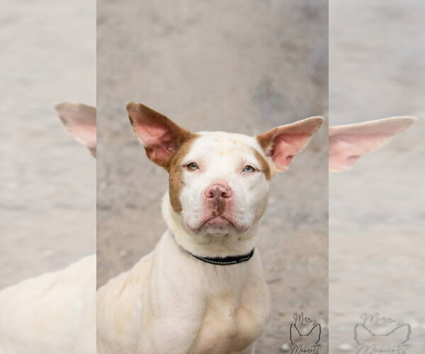 Medium Photo #2 Mutt Puppy For Sale in Rustburg, VA, USA