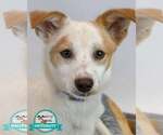 Small Colonial Cocker Spaniel-Jack Russell Terrier Mix